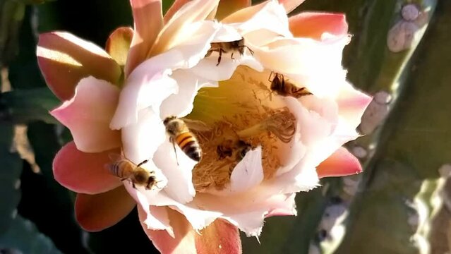 Bees Pollinating Peruvian Apple Cactus Flower - Tucson, Arizona