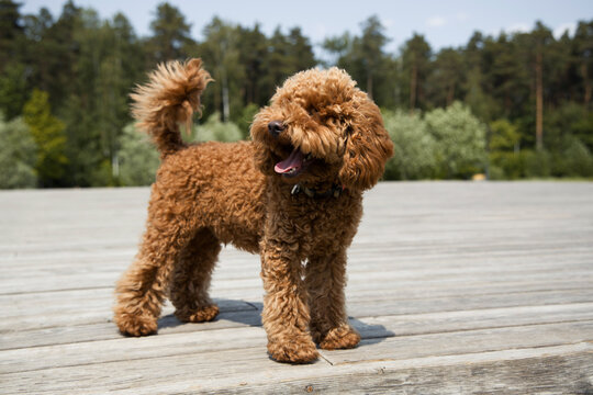 Adorable toy poodle puppy outdoor 
