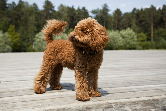 Cute toy poodle puppy outdoors 