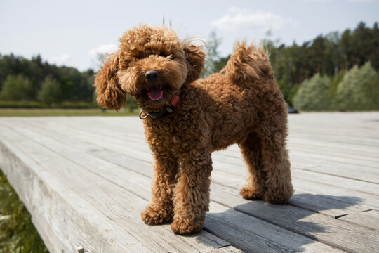 Cute toy poodle puppy in a park