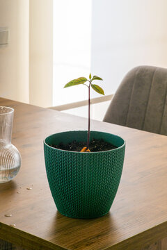 Sprouted avocado seed with young sprouts in a plastic pot