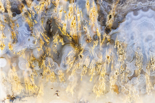 Abstract Dendritic Agate Macro Closeup  