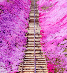 北海道　東藻琴芝桜公園の芝桜