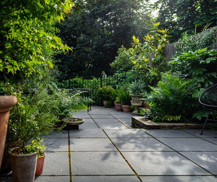 Jungle courtyard garden evergreen