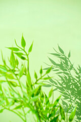 식물과 그림자와 카피공간