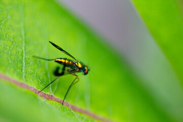 Naklejka premium Small Metallic Fly on Milkweed Plant