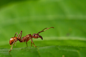 Portrait of a red ant 
