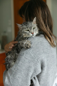 Wet cat getting consoled after bath.