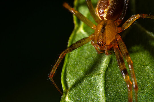 Portrait of a small spider on a branch