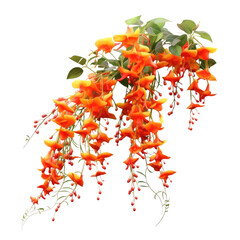 Flame Vine , Isolated On Transparent, PNG
