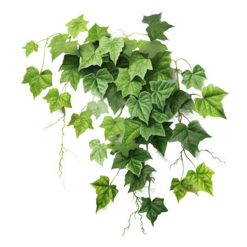 Boston Ivy , Isolated On Transparent, PNG