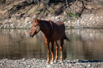 Salt River Canyon wild horse bright red bay wild stallion on the gravel banks - Mesa Arizona United States
