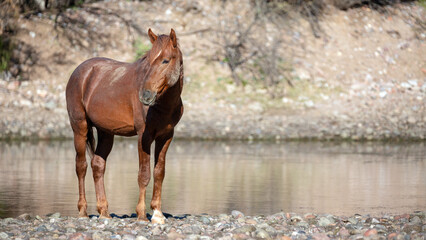 Bright colored red bay wild stallion on the gravel banks of the Salt River near Mesa Arizona United...
