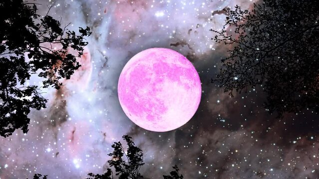 super full pink moon and over silhouette branch tree on the space and carina nebula background