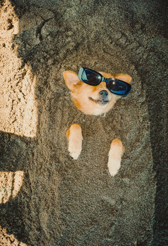 Dog sleeping dig into the sand with sunglasses on 