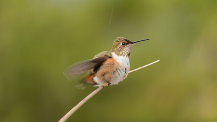 A young male rufous hummingbird is perched on the end of a yucca branch shaking raindrops off his feathers. Just enough blur in the wings and tail show the motion while the eyes and face are sharp.