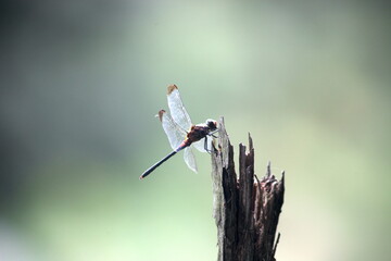 Dragonfly