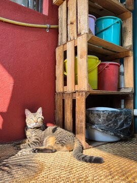 A tabby cat sitting on the ground on a mat