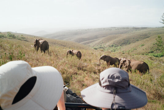 Fototapeta Tourists viewing elephants on safari