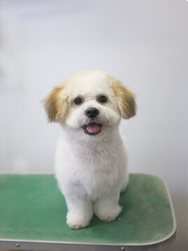 Maltese shihtzu after a groom