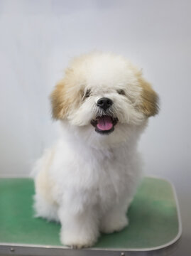 Maltese shihtzu before a groom