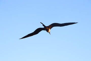 Aves en el cielo y el mar 