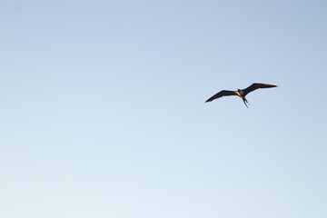 Aves en el cielo y el mar 