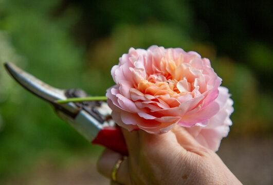 Hand holding secateurs and freshly cut old English roses.
