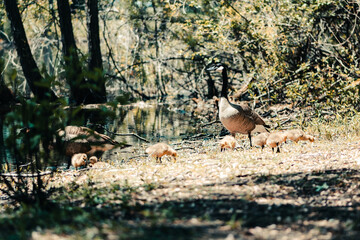 Canadian Geese family searching for food along the edges of a pond in the spring.