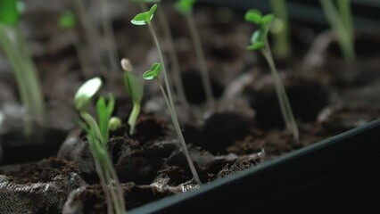 Baby Vegetable Plants Starting to Grow