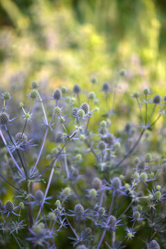 Soft Blue Sea Holly Flowers In A Summer Garden