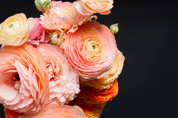 Ranunculus flowers closeup