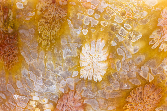 Colorful Fossilised Coral From Sumatra 