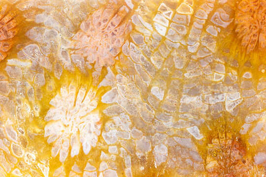 Multicolored Coral Fossil Closeup 