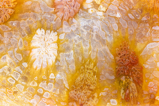 Multicolored Coral Fossil Texture Background  