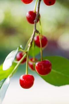 Ruby Red Cherry Bunch