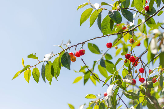 Ruby Red Cherries