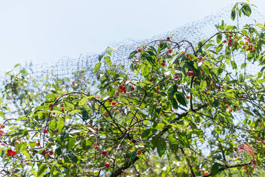 Cherries protected by netting