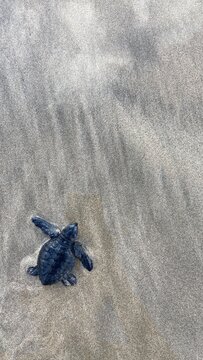 UGC A newborn sea turtle crawls down the beach into the ocean 
