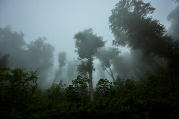 Cloudy day in the forest
