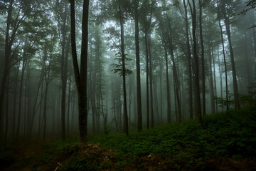 Deciduous misty forest
