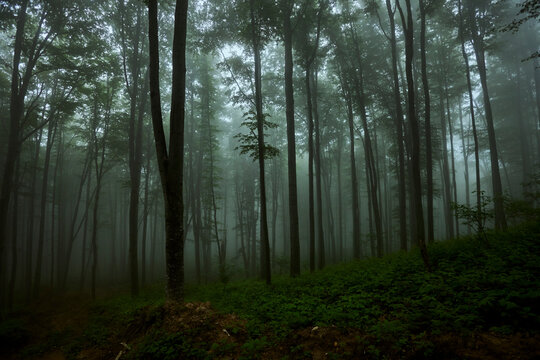 Fototapeta Deciduous misty forest