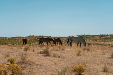 a group of five horse in a desert eating dry grass