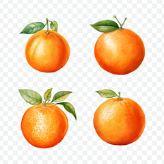Orange fruit watercolor graphic transparent isolated 