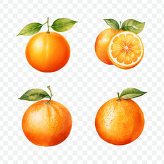 Orange fruit watercolor graphic transparent isolated 