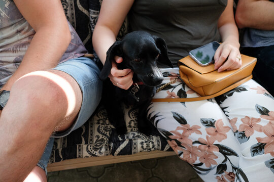 Cuddles and Canines: Dachshund's Adorable Affection with People