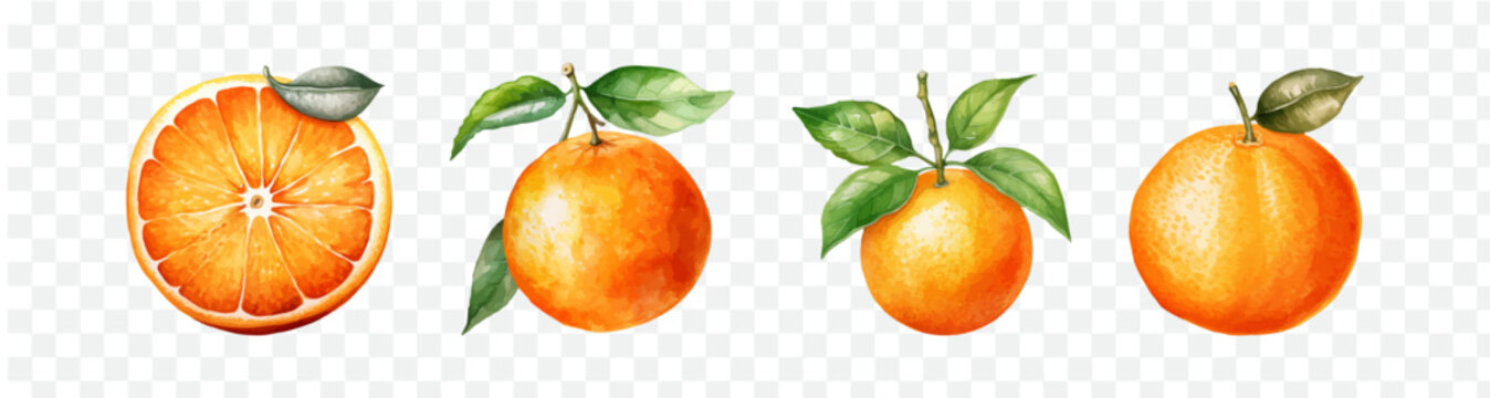 Orange fruit watercolor graphic transparent isolated 