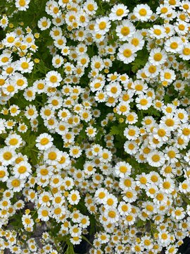Close up of blooming daisies