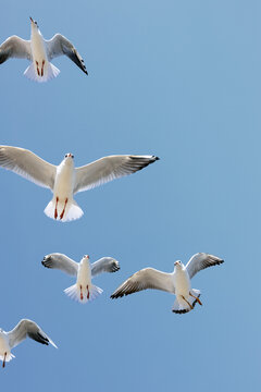 Flock of seagulls flying in the blue sky.