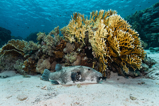 Giant puffer pufferfish resting at sea floor